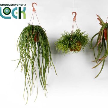 Rhipsalis MIX