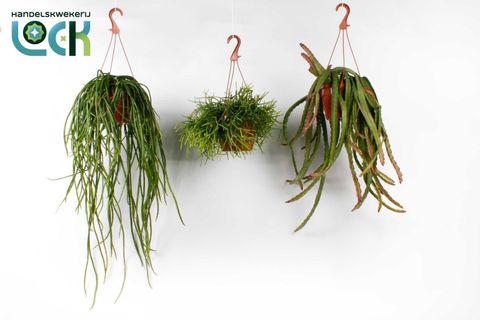 Rhipsalis MIX
