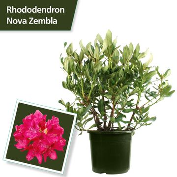 Rhododendron 'Нова Зембла'