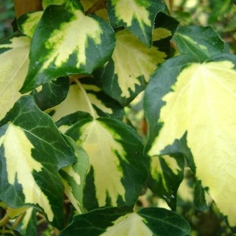 Hedera helix 'Goldheart'