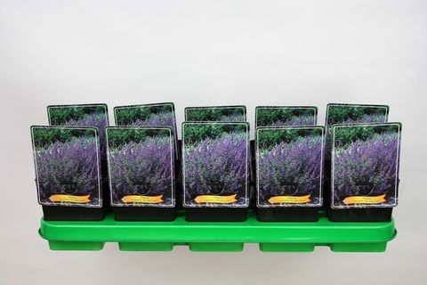 Nepeta 'Six Hills Giant'