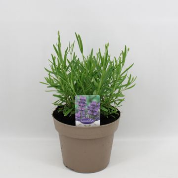 Lavandula angustifolia 'Ellagance Purple'