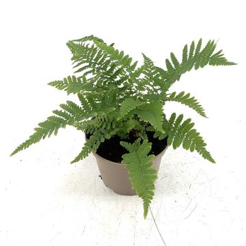 Dryopteris austriaca