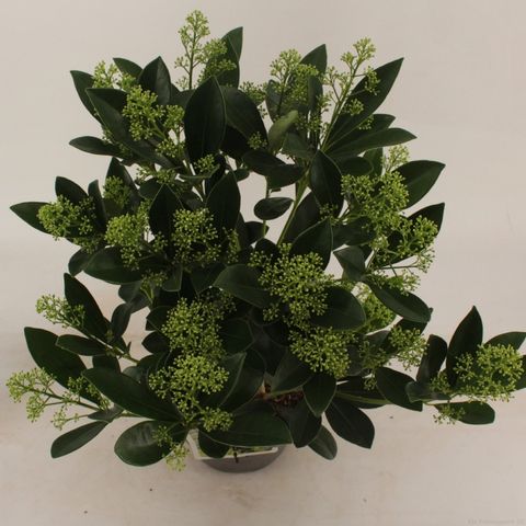 Skimmia japonica 'Finchy'