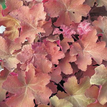 Heuchera 'Карамель'