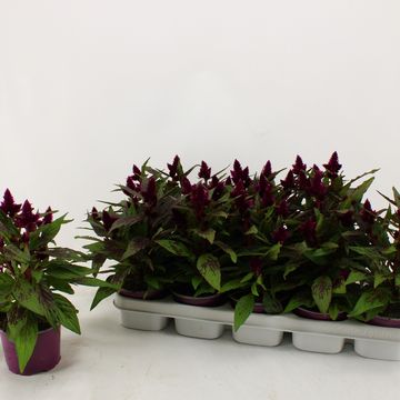 Celosia argentea INTENZ DARK PURPLE