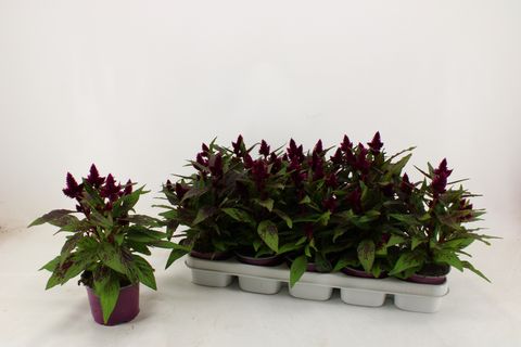 Celosia argentea INTENZ DARK PURPLE