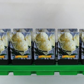 Paeonia 'Charle’s White'