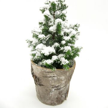 Chamaecyparis thyoides 'Top Point'