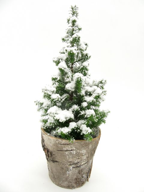 Chamaecyparis thyoides 'Top Point'