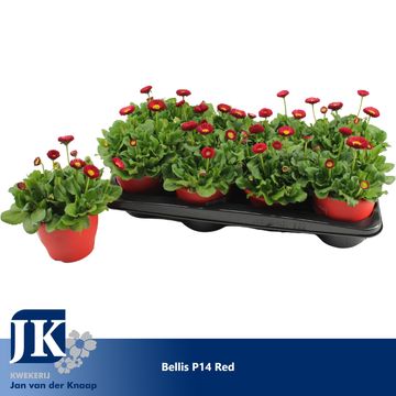 Bellis perennis 'Rusher Red'