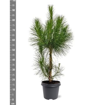 Pinus roxburghii