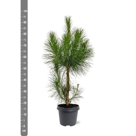 Pinus roxburghii