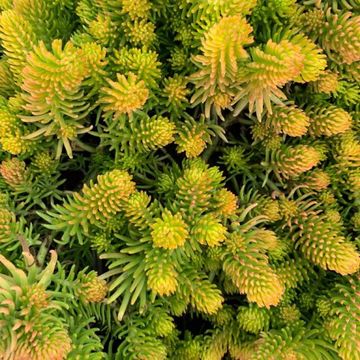 Sedum reflexum 'Angelina'