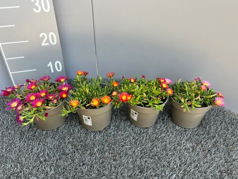 Delosperma MIX