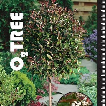 Photinia x fraseri 'Red Robin'