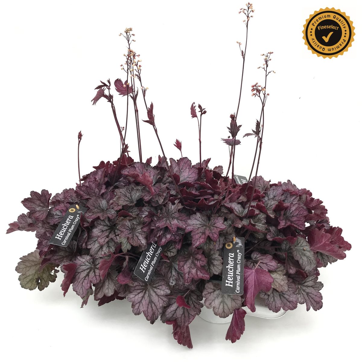 Heuchera Carnival Plum Crazy