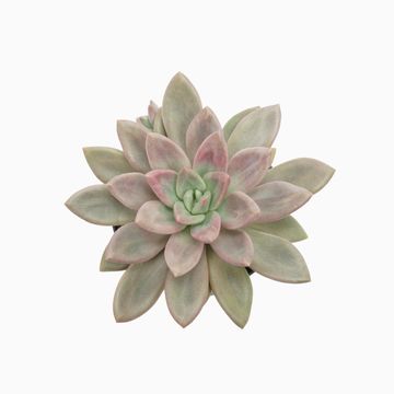 x Pachyveria 'Rosy Crow'