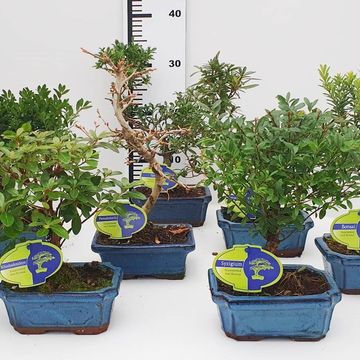 Bonsai MIX