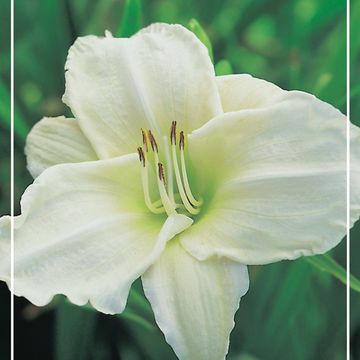 Hemerocallis 'White Temptation'