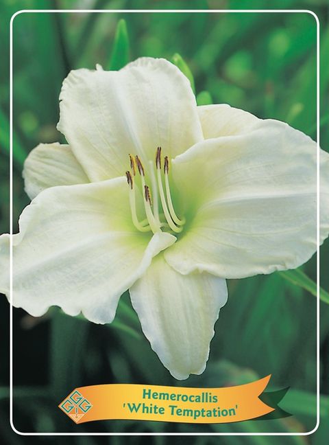 Hemerocallis 'White Temptation'