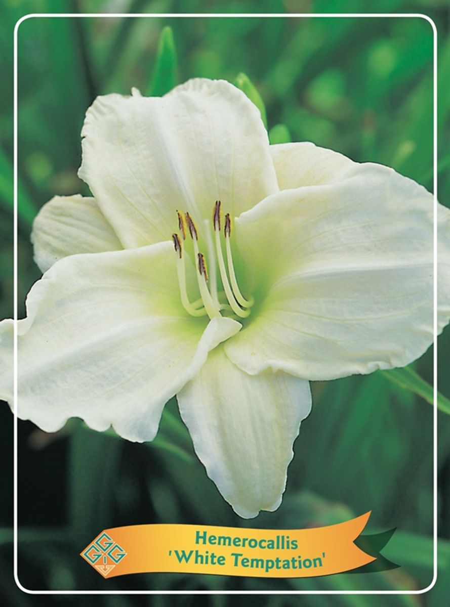 Hemerocallis ‘White Temptation’ — Рослини оптом FlorAccess
