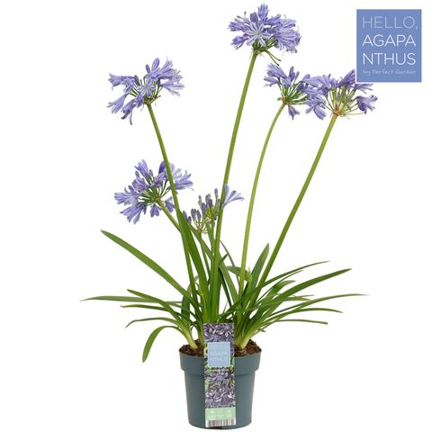 Agapanthus 'Charlotte'