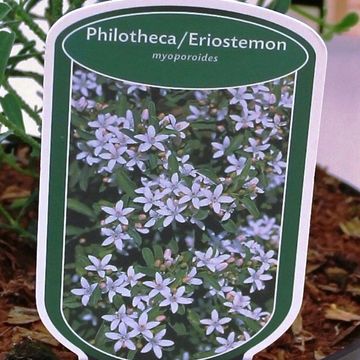 Eriostemon myoporoides