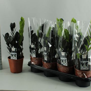 Zamioculcas zamiifolia RAVEN