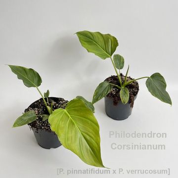 Philodendron 'Corsinianum'