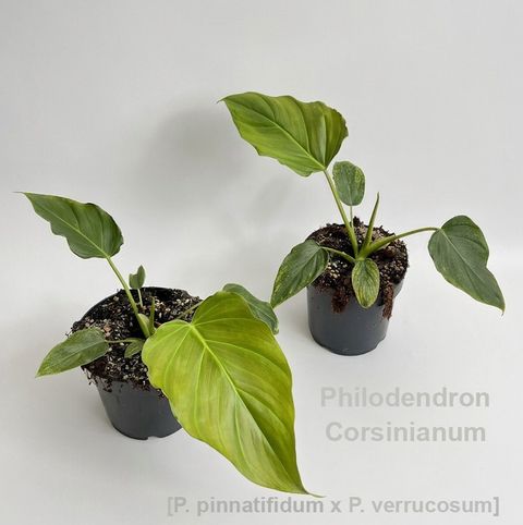Philodendron 'Corsinianum'