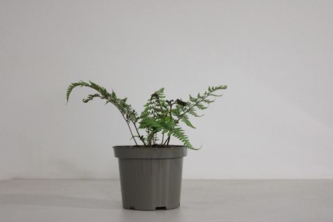 Athyrium niponicum