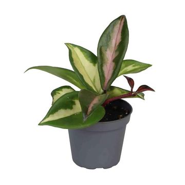 Hoya carnosa 'Tricolor'