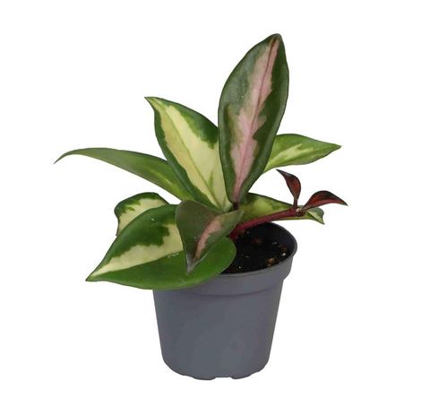 Hoya carnosa 'Tricolor'