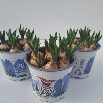 Muscari 'Big Smile'