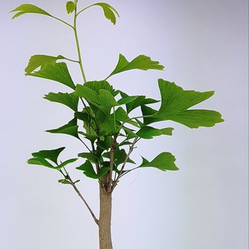 Ginkgo biloba