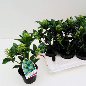 Skimmia japonica 'Fragrant Cloud'
