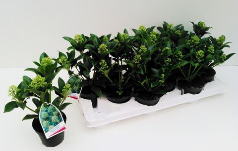 Skimmia japonica 'Fragrant Cloud'