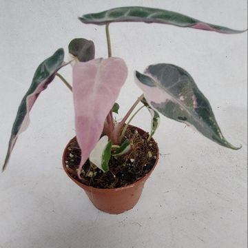 Alocasia 'Bambino Pink Variegata'