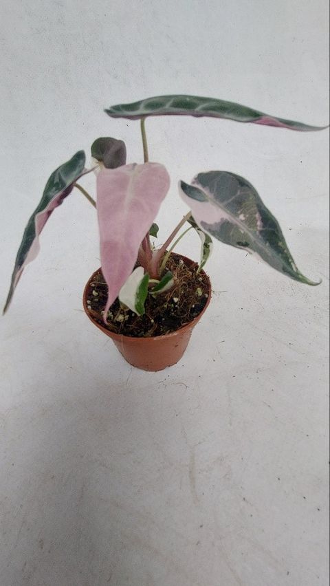 Alocasia 'Bambino Pink Variegata'