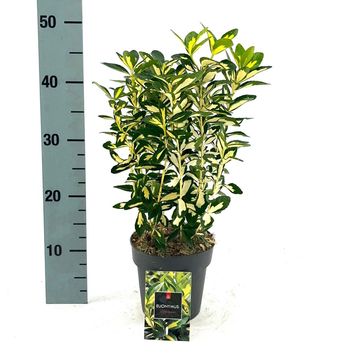 Euonymus japonicus 'Gold Queen'