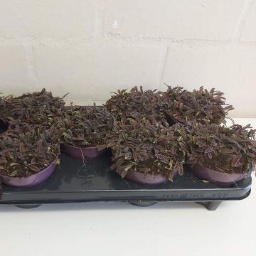 Leptinella potentillina