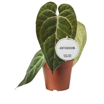 Anthurium papillilaminum