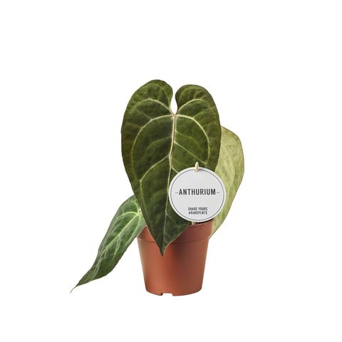 Anthurium papillilaminum