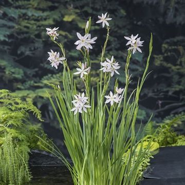 Schizostylis coccinea 'Alba'