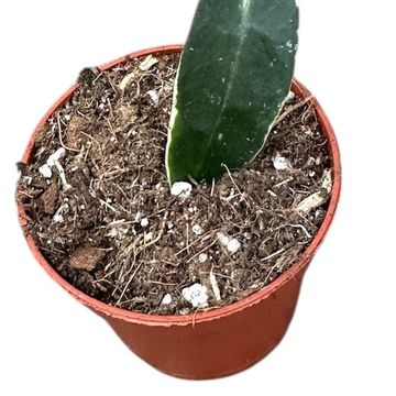 Hoya lacunosa 'Asami'