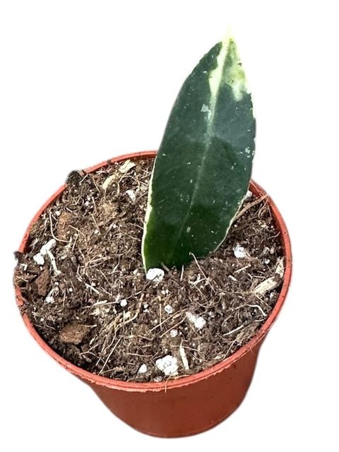 Hoya lacunosa 'Asami'