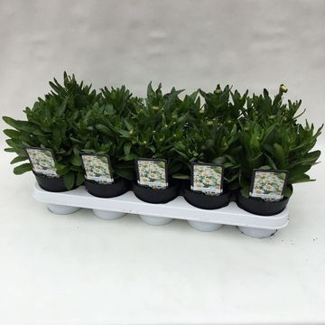 Leucanthemum x superbum 'Snow Lady'