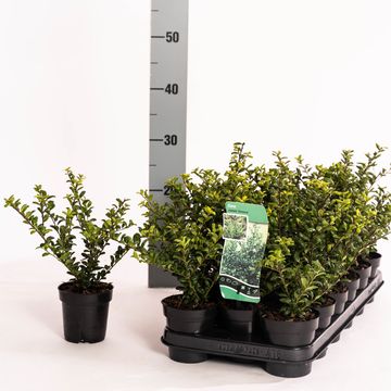 Ilex crenata 'Convexa'