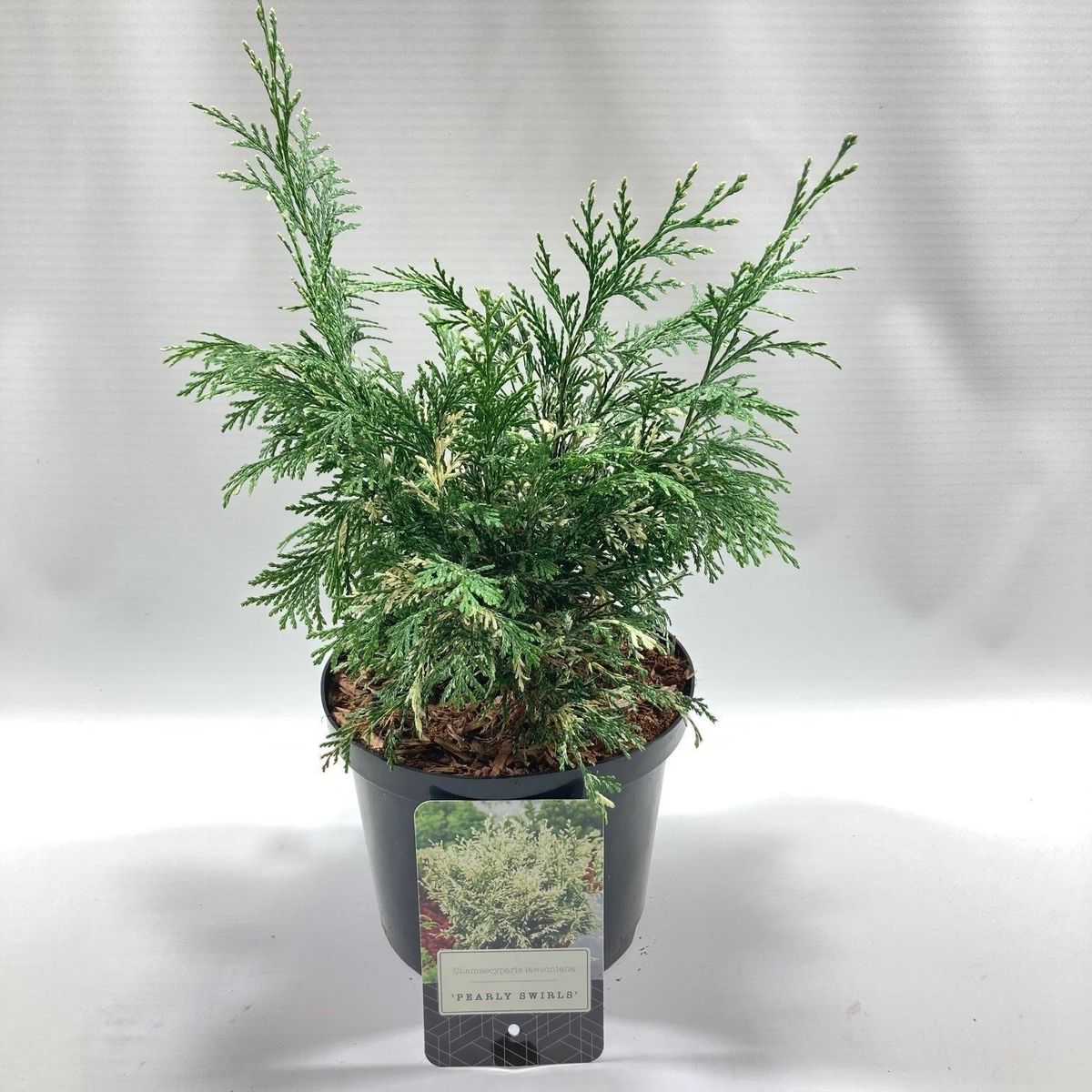 Chamaecyparis lawsoniana 'Pearly Swirls' — Plant Wholesale FlorAccess